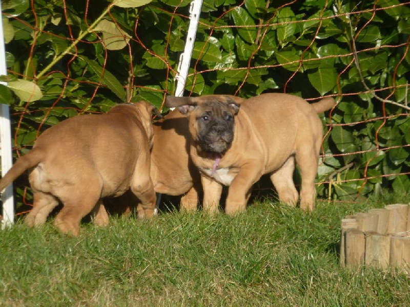 chiot Bullmastiff Des Bois De Perrignier