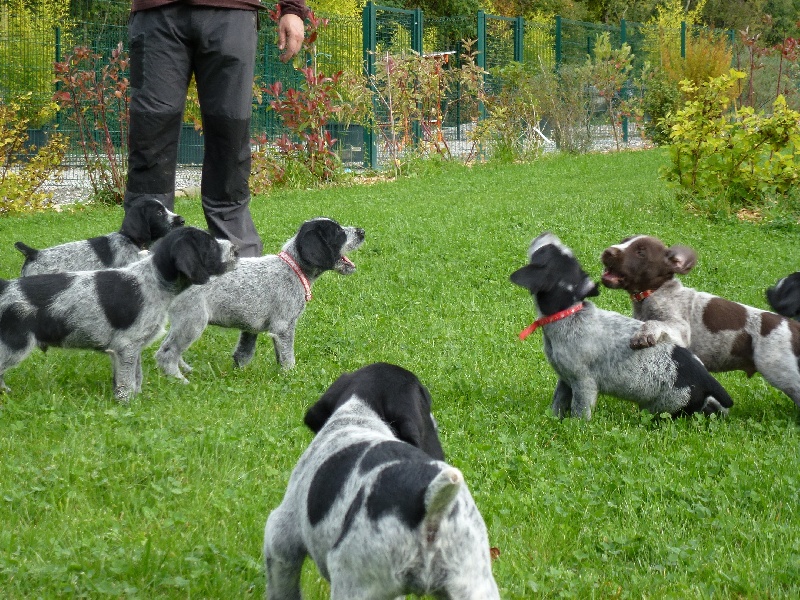 Des Bois De Perrignier - Chien d'arrêt allemand à poil dur - Portée née le 21/08/2012